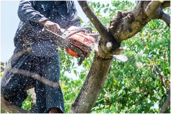 tree services Penndel